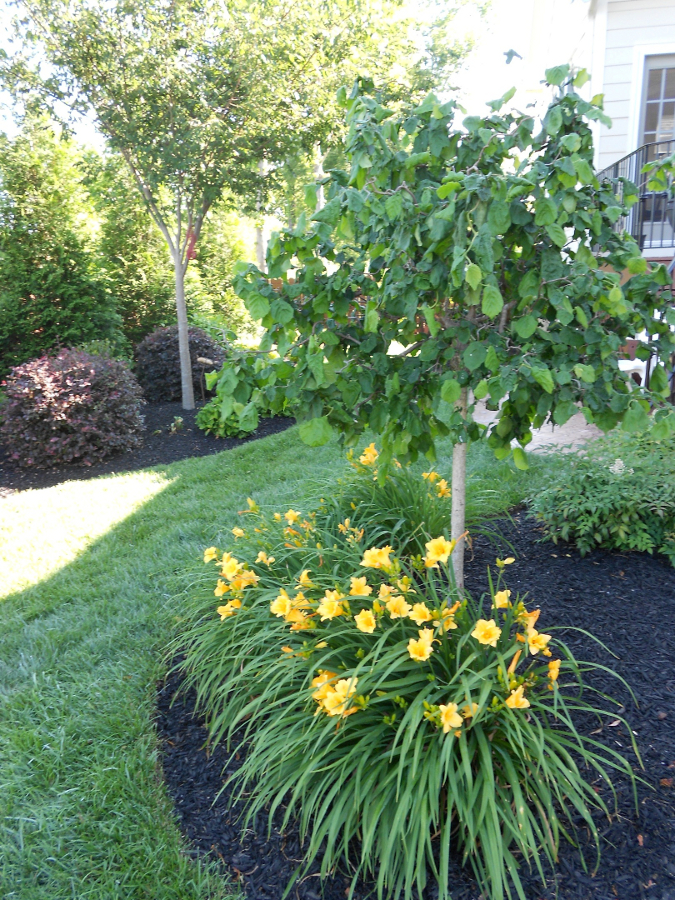 Landscaping with Daylilies