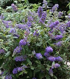 Raleigh Landscaping, Raleigh Landscape Contractors, Raleigh Garden Designers, Garden Design, Raleigh Landscapers, Landscaping, Pollinator Gardens, Pollinators, Pollinator Plants, Butterfly Bush