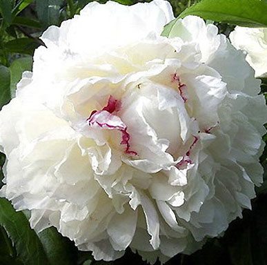 Raleigh Landscaping, Raleigh Landscape Contractors, Raleigh Garden Designers, Garden Design, Raleigh Landscapers, Landscaping, Pollinator Gardens, Pollinators, Peony, Peonies, Spring, Festiva Maxima Peony
