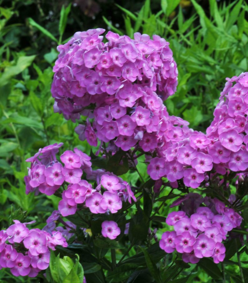 Raleigh Landscaping, Raleigh Landscape Contractors, Raleigh Garden Designers, Garden Design, Raleigh Landscapers, Landscaping, Pollinator Gardens, Pollinators, Pollinator Plants, Garden Phlox, Scents of Spring, Fragrant Flowers, Spring