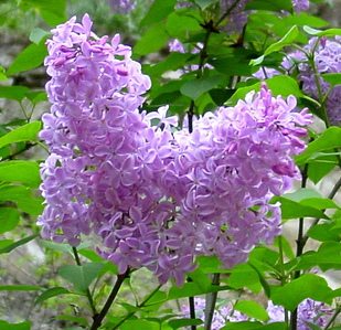 Raleigh Landscaping, Raleigh Landscape Contractors, Raleigh Garden Designers, Garden Design, Raleigh Landscapers, Landscaping, Pollinator Gardens, Pollinators, Pollinator Plants, Fragrant Flowers, Lilac, Scents of Spring, Springtime