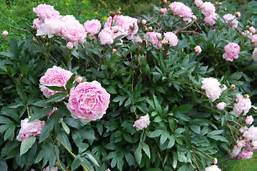 Raleigh Landscaping, Raleigh Landscape Contractors, Raleigh Garden Designers, Garden Design, Raleigh Landscapers, Landscaping, Pollinators, Peony, Peonies, Spring, Springtime