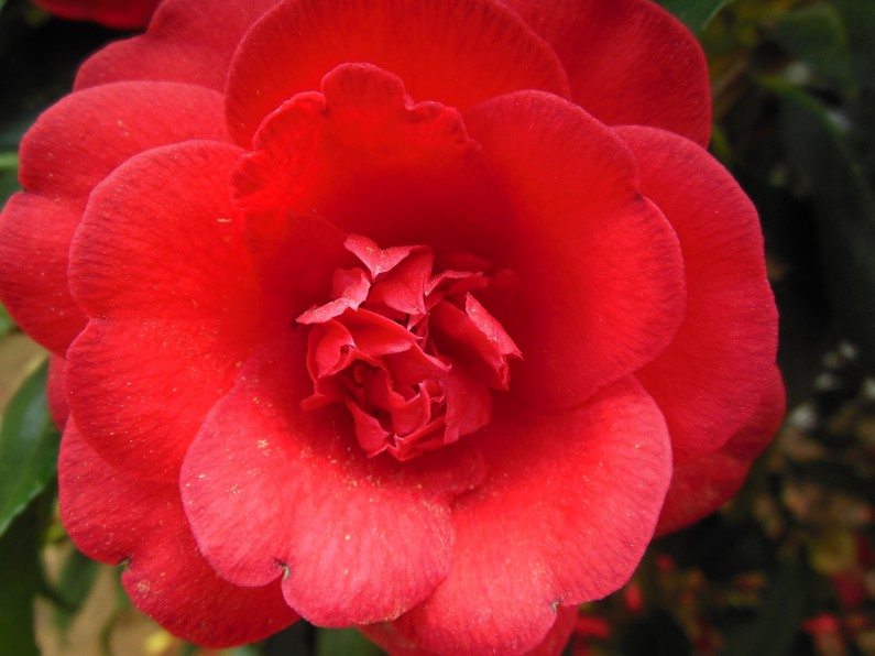 Camellia, Raleigh Landscaping, Landscaping Raleigh, Beautiful Flowers