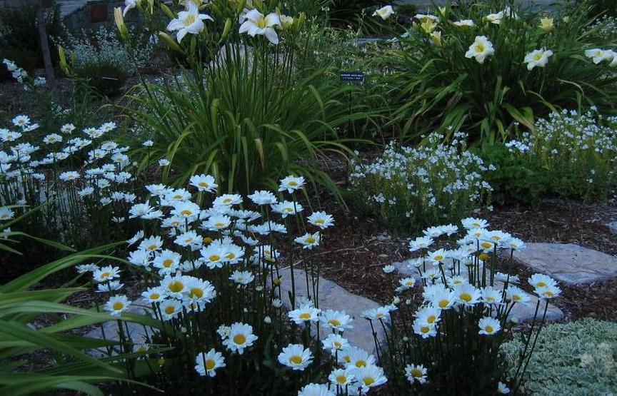 Raleigh Landscaping, Raleigh Landscape Contractors, Raleigh Garden Designers, Garden Design, Raleigh Landscapers, Landscaping, Pollinator Gardens, Pollinators, Fragrant Flowers, Scents of Spring, Scents of Summer, Senses, Sensory Gardens, Moonlight Garden, Moonlight, Moon Garden, Snowball Viburnum, Natchez Crape Myrtle