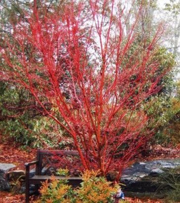 WInter planting, Winter gardening, Cold weather plants, Raleigh Landscape Contractors, Raleigh Landscaping, Raleigh Garden Designers, Garden Design, Container Gardens, Container Gardening, Japanese Maples, Fall Gardening