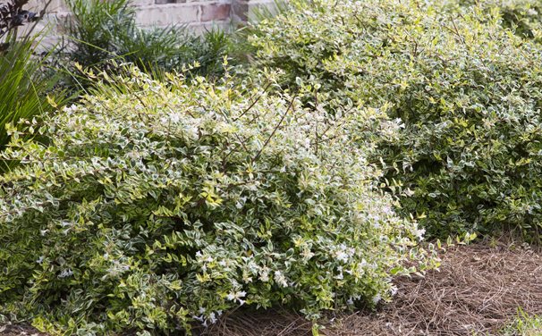 Raleigh Landscaping, Raleigh Landscape Contractors, Raleigh Garden Designers, Garden Design, Raleigh Landscapers, Landscaping, Pollinator Gardens, Pollinators, Fragrant Flowers, Scents of Spring, Scents of Summer, Senses, Sensory Gardens, Miss Lemon Abelia