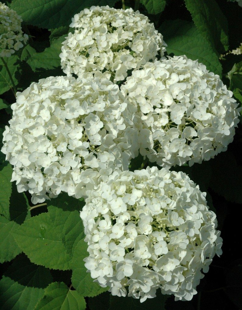 Annabelle Hydrangea, Raleigh Landscaping, Landscaping in Raleigh, Landscape Design and Installation Annabelle Hydrangea, Raleigh Landscaping, Landscaping in Raleigh, Landscape Design and Installation
