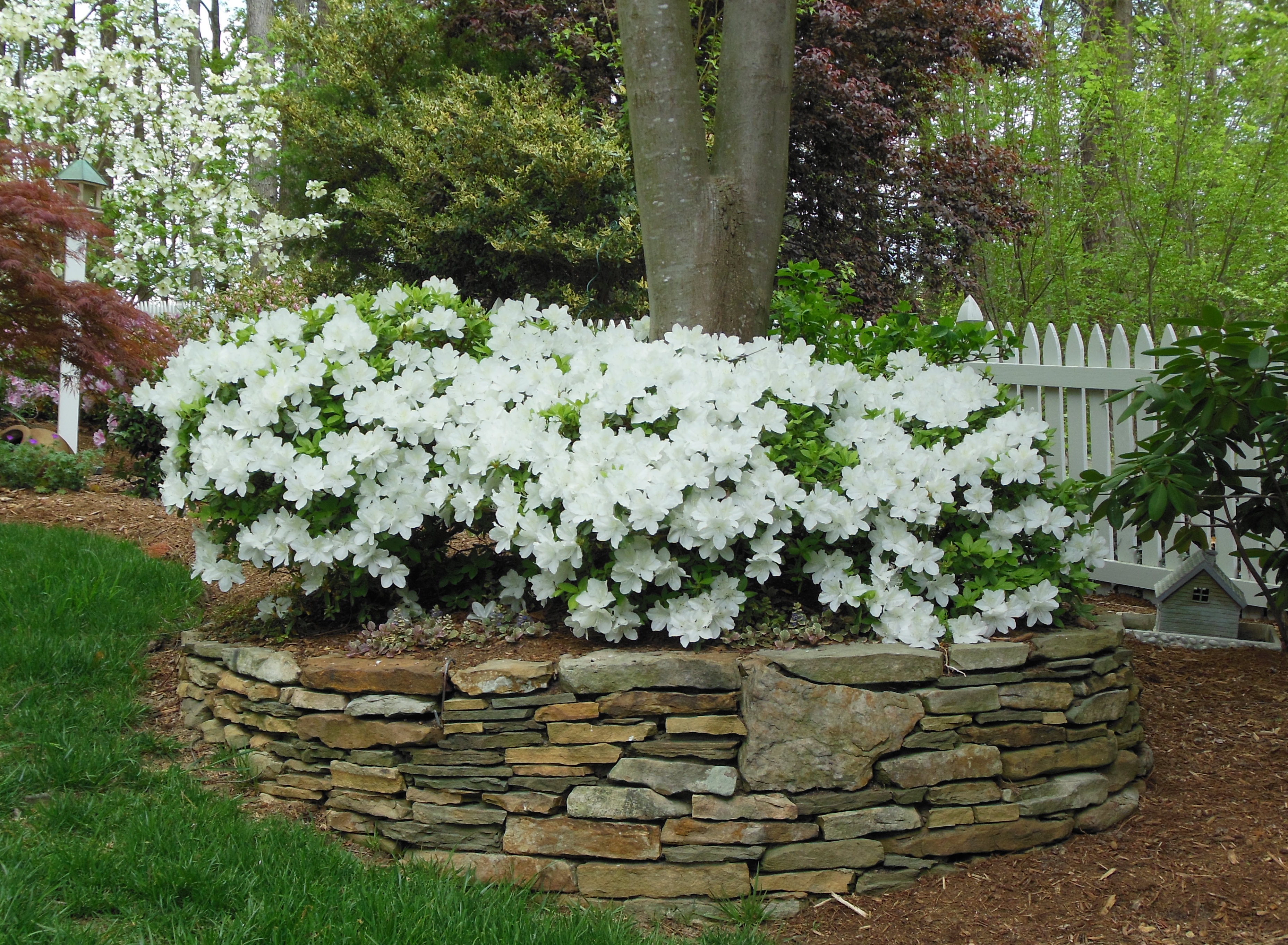 Spring, Pruning, Summer Bloomers, Summer Blooming Plants, Landscaping, Garden Design, Azalea