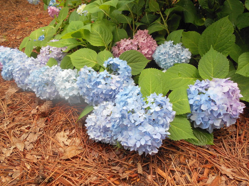 Spring, Pruning, Summer Bloomers, Summer Blooming Plants, Landscaping, Garden Design, Hydrangea, Mopheads