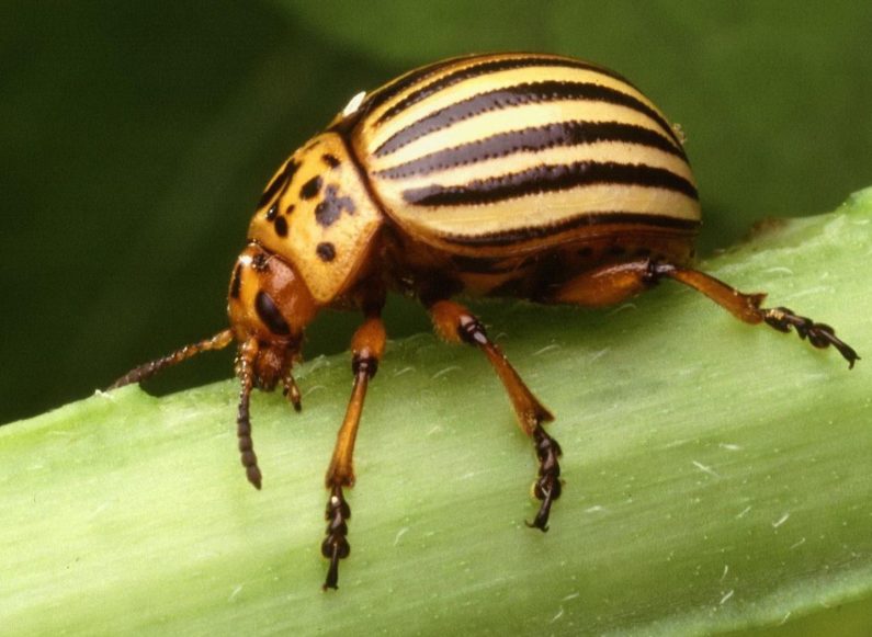 Raleigh landscaping, Raleigh landscapers, landscaping Raleigh, insects, early spring, #insects, #early spring, #Raleigh, Designscapes of NC, Raleigh landscape companies