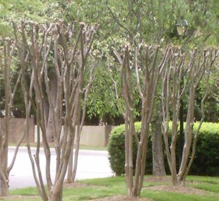 Raleigh Landscaping, Raleigh Landscape Contractors, Raleigh Garden Designers, Garden Design, Raleigh Landscapers, Landscaping, Deciduous Trees, Flowering Trees, Crape Myrtle, Crape Murder, Tree Topping, Pruning