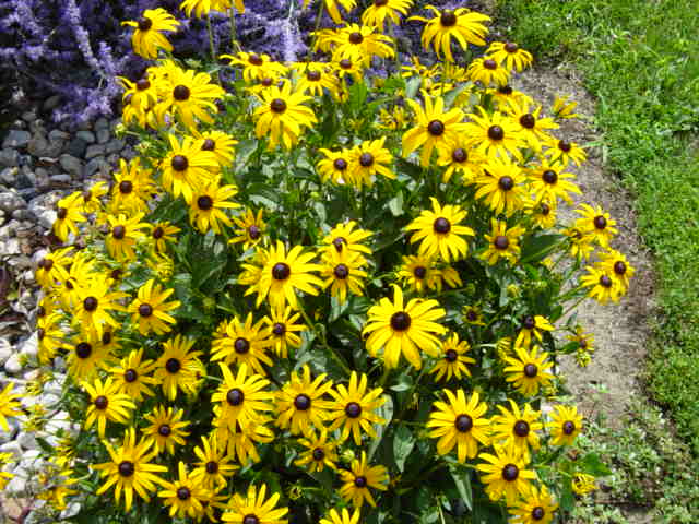 NC, Raleigh NC, Raleigh landscape, Raleigh landscaping, landscaping Raleigh, DesignScapes, landscape Raleigh, Landscapers Raleigh, Raleigh landscapers, landscaping Raleigh NC, landscapers Raleigh NC, Raleigh landscape design, landscape design Raleigh NC, landscape Raleigh NC, landscaper Raleigh NC, landscaping companies Raleigh NC, landscape design Raleigh, landscaping in Raleigh NC, landscaping companies in Raleigh NC