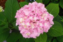 Spring, Hydrangeas, Pruning, Summer Bloomers, Summer Blooming Plants, Landscaping, Garden Design, Mopheads