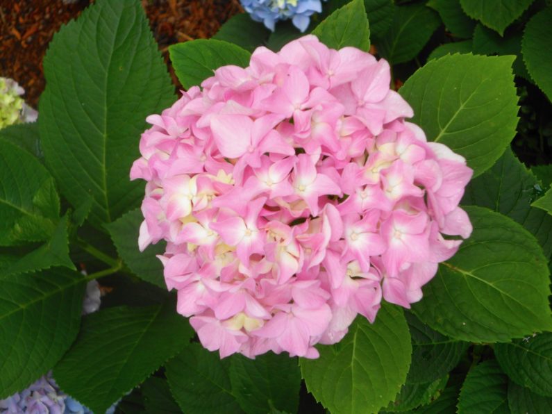 Spring, Hydrangeas, Pruning, Summer Bloomers, Summer Blooming Plants, Landscaping, Garden Design, Mopheads