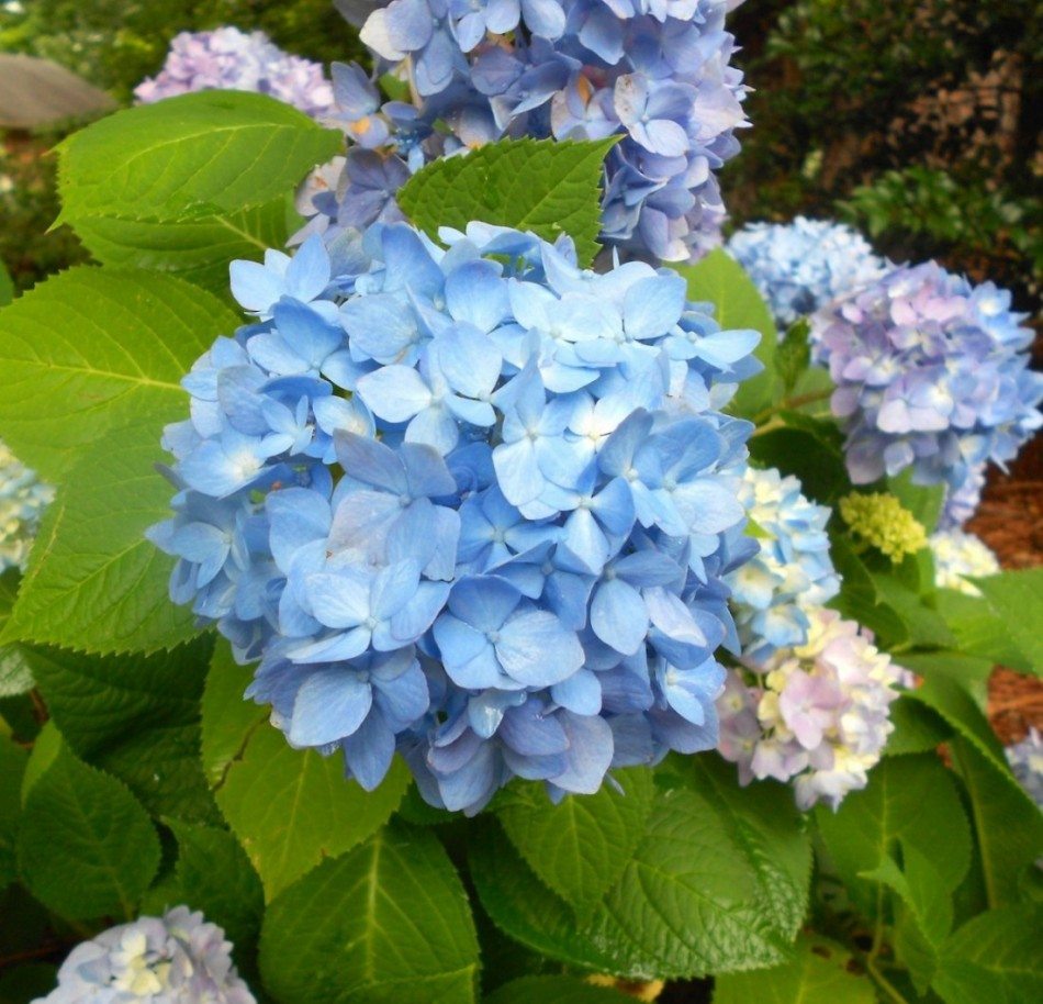 NC, Raleigh NC, Raleigh landscape, Raleigh landscaping, landscaping Raleigh, DesignScapes, landscape Raleigh, Landscapers Raleigh, Raleigh landscapers, landscaping Raleigh NC, landscapers Raleigh NC, Raleigh landscape design, landscape design Raleigh NC, landscape Raleigh NC, landscaper Raleigh NC, landscaping companies Raleigh NC, landscape design Raleigh, landscaping in Raleigh NC, landscaping companies in Raleigh NC