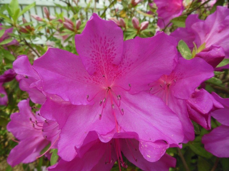 alt="raleigh landscaping designscapes landscape design NC"