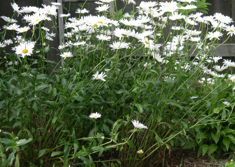 Raleigh Landscaping, Raleigh Landscape Contractors, Raleigh Garden Designers, Garden Design, Raleigh Landscapers, Landscaping, Fragrant Flowers, Scents of Spring, Springtime, Water-Wise Gardens, Watering