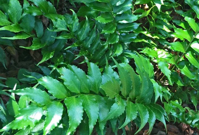 Raleigh Landscaping, Raleigh Landscape Contractors, Raleigh Garden Designers, Garden Design, Raleigh Landscapers, Landscaping, Ferns, Green Foliage, Holly Fern