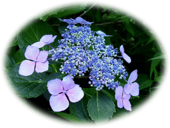 Hydrangea6