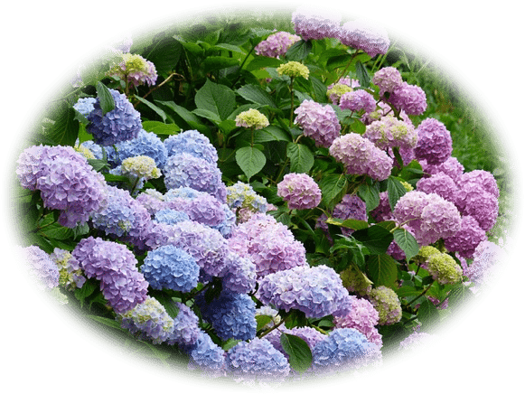 Hydrangea7