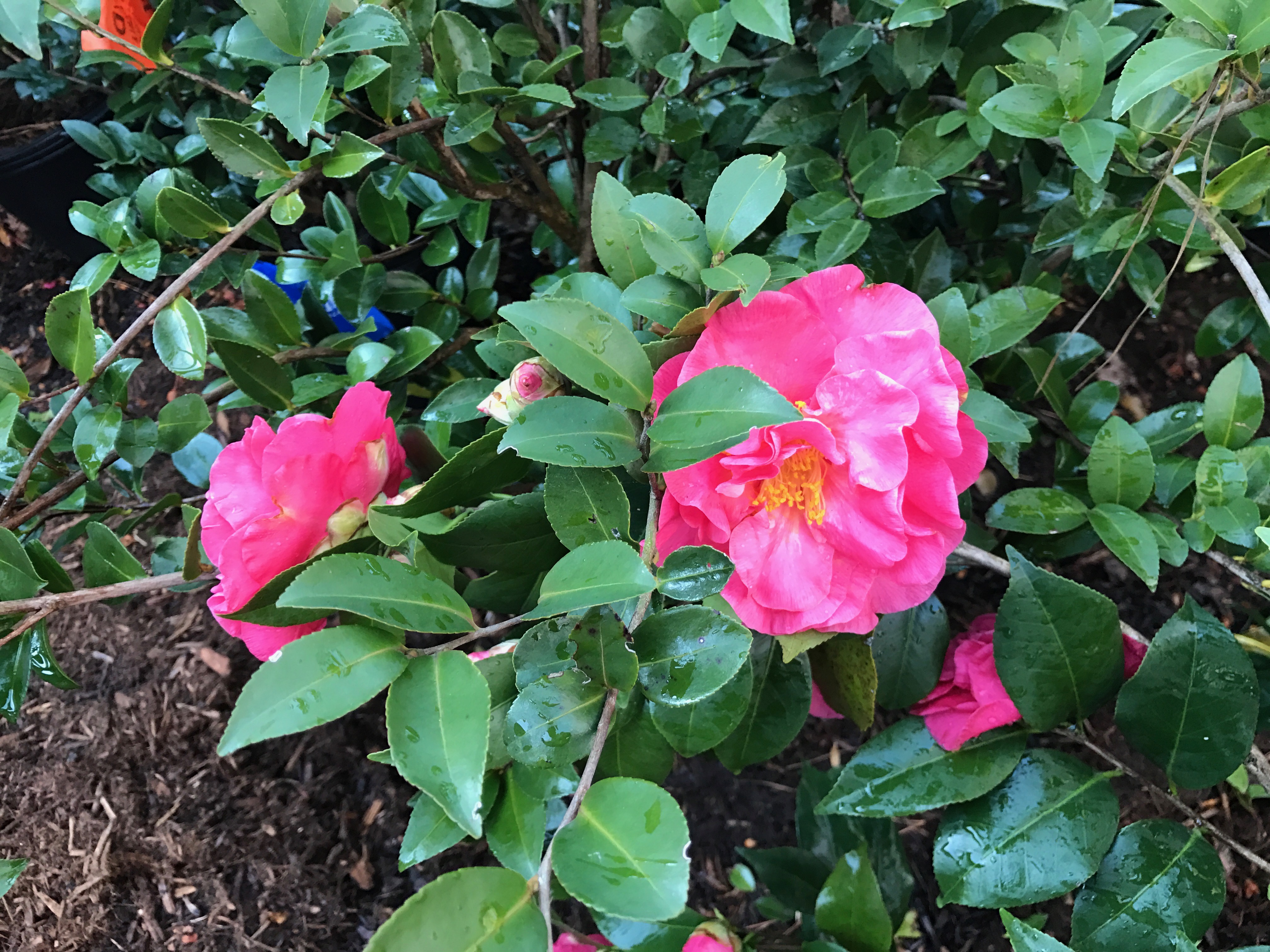 Winter watering, winter watering tips, water-wise gardening, winter gardening, evergreens, shrubs, camellias