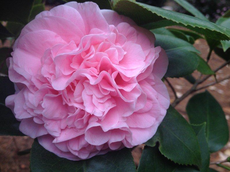 alt="raleigh landscaping designscapes landscape design NC"