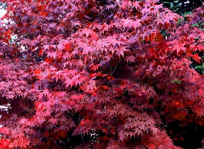 Coral Bark Japanese Maple | DesignScapes of NC, Ltd.