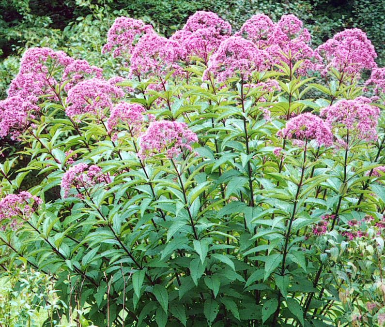 Raleigh Landscaping, Raleigh Landscape Contractors, Raleigh Garden Designers, Joe Pye Weed, Perennials, Fall Bloomers. Early Fall Bloomers, Fall Gardening