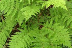 Raleigh Landscaping, Raleigh Landscape Contractors, Raleigh Garden Designers, Garden Design, Raleigh Landscapers, Landscaping, Ferns, Green Foliage, Lady Fern