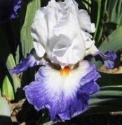 Last Laugh Re-Blooming Iris