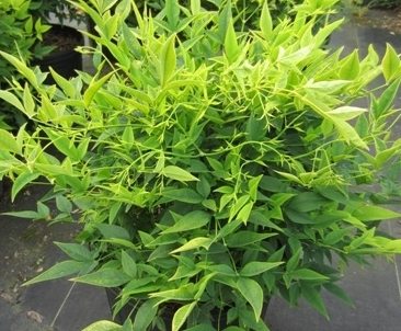 Raleigh Landscaping, Raleigh Landscape Contractors, Raleigh Garden Designers, Perennials, Fall Bloomers. Early Fall Bloomers, Fall Gardening, Nandina, Lemon Lime Nandina, Nandina 'Lemon Lime'