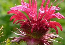 Raleigh Landscape Contractors