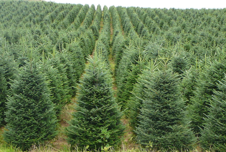 Christmas Tree, Christmas, Christmas Tree Recycling, Holiday, Sustainability, Christmas Tree Farms