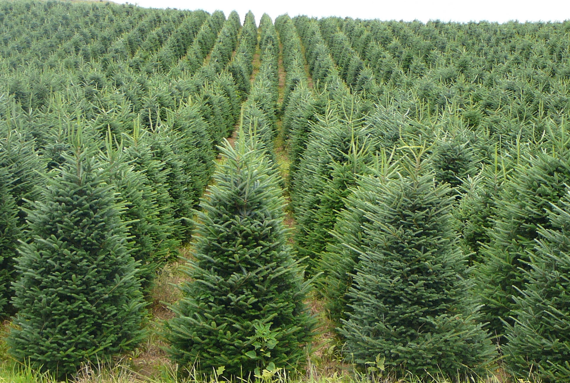 O’ Christmas Tree….How Sustainable You Are! DesignScapes of NC, Ltd.