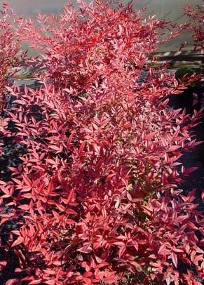 Raleigh Landscaping, Raleigh Landscape Contractors, Raleigh Garden Designers, Garden Design, Raleigh Landscapers, Landscaping, Pollinator Gardens, Pollinators, Fragrant Flowers, Scents of Spring, Scents of Summer, Senses, Sensory Gardens, Red Nandina