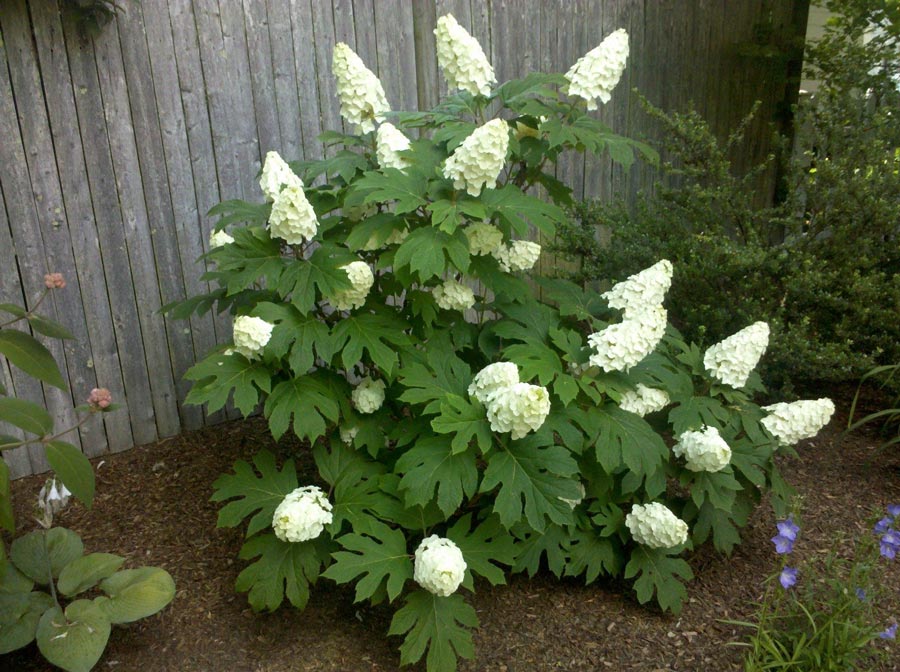 Oakleaf hydrangea