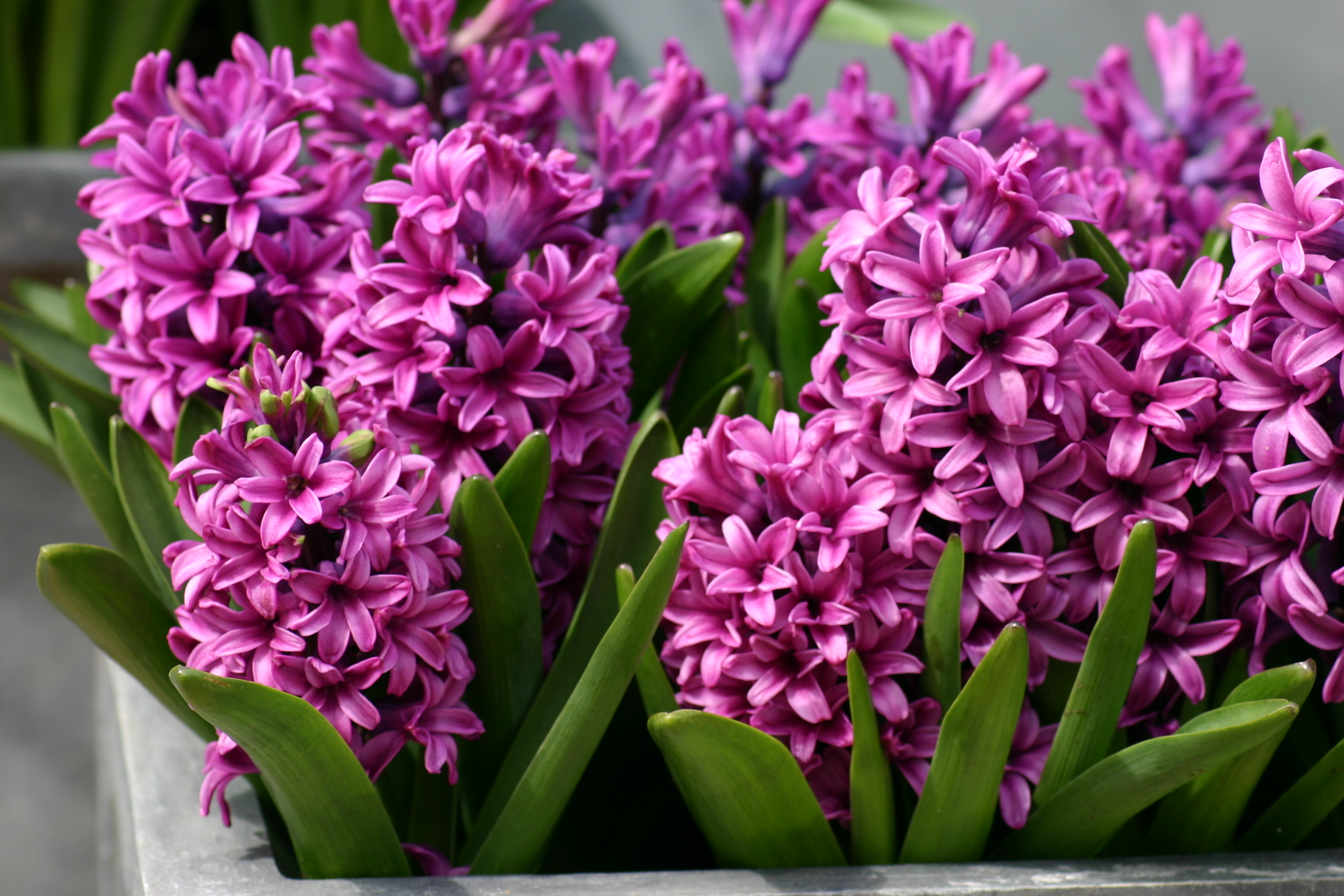Spring Bulbs, Pink Hyacinths, Raleigh Landscaping, Landscaping in Raleigh, Raleigh Landscapers Spring Bulbs, Pink Hyacinths, Raleigh Landscaping, Landscaping in Raleigh, Raleigh Landscapers