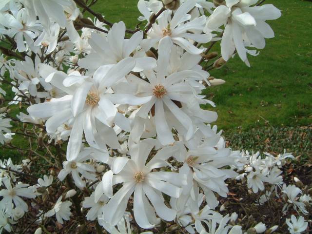 NC, Raleigh NC, Raleigh landscape, Raleigh landscaping, landscaping Raleigh, DesignScapes, landscape Raleigh, Landscapers Raleigh, Raleigh landscapers, landscaping Raleigh NC, landscapers Raleigh NC, Raleigh landscape design, landscape design Raleigh NC, landscape Raleigh NC, landscaper Raleigh NC, landscaping companies Raleigh NC, landscape design Raleigh, landscaping in Raleigh NC, landscaping companies in Raleigh NC