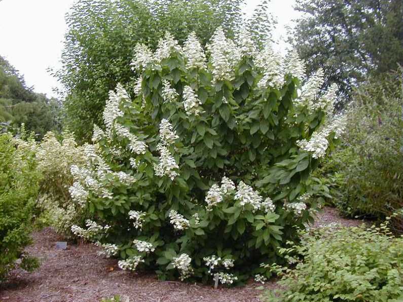 alt="raleigh landscaping designscapes landscape design NC"