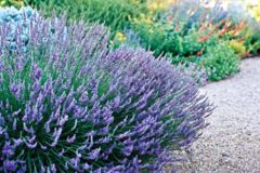 Raleigh Landscaping, Raleigh Landscape Contractors, Raleigh Garden Designers, Perennials, Fall Bloomers. Early Fall Bloomers, Fall Gardening, Environmentally Friendly Gardens, Environmentally Friendly