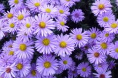 Raleigh Landscape Contractors, Raleigh Landscaping, Raleigh Garden Design, Fall Gardening, Fall Garden Ideas,