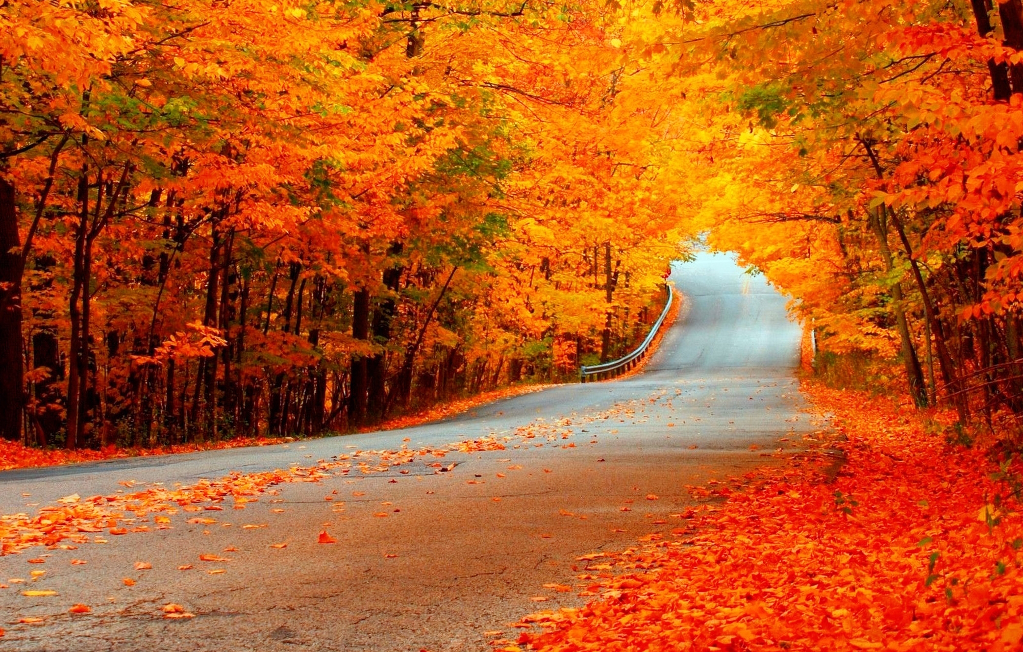 Raleigh Landscaping, Raleigh Landscape Contractors, Raleigh Garden Designers, Garden Design, Fall Gardening, Fall Colors