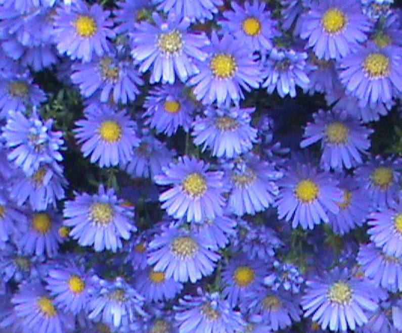 Raleigh Landscaping, Raleigh Landscape Contractors, Raleigh Garden Designers, Perennials, Fall, Fall Plants, Fall Bloomers, Asters
