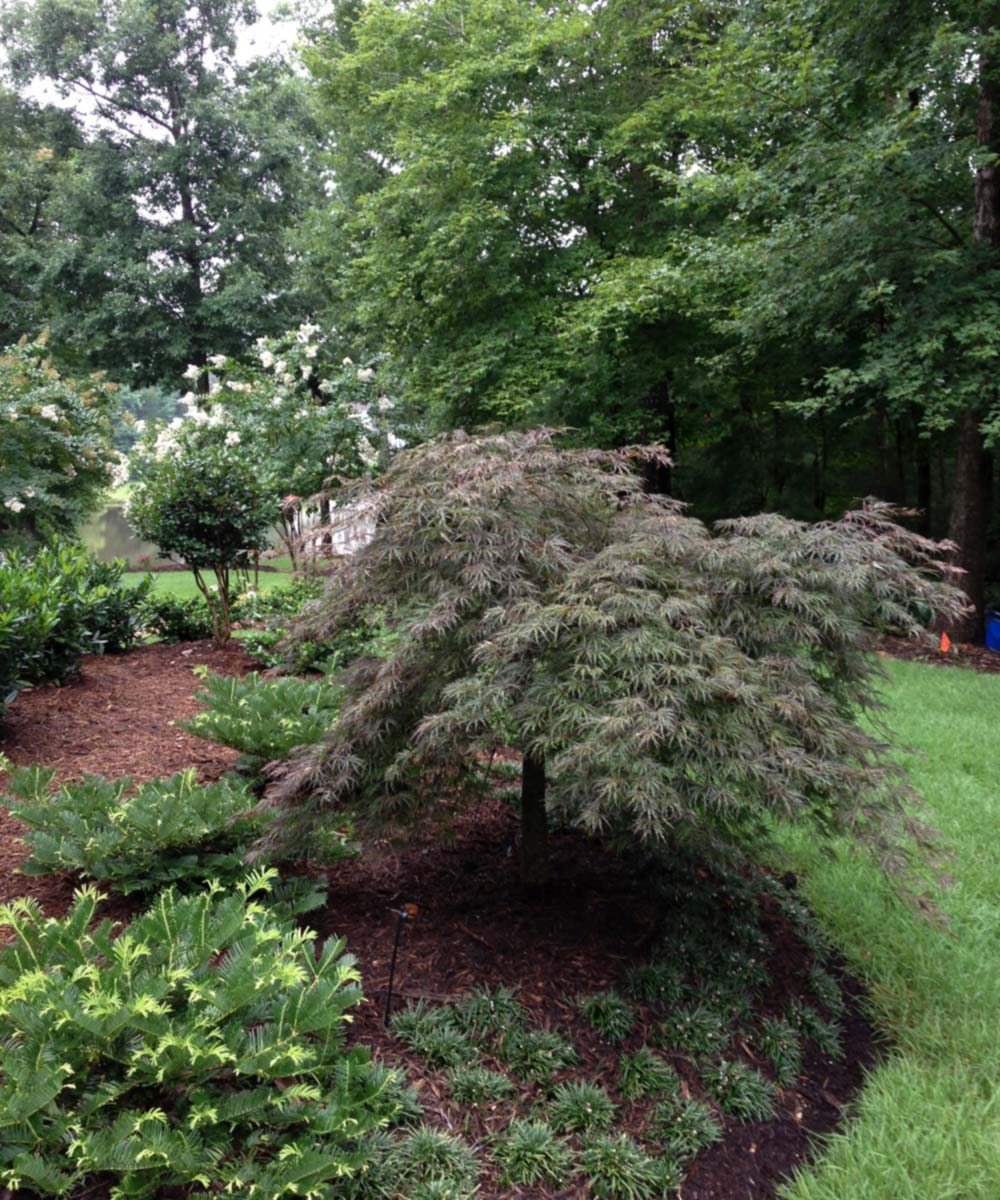 Japanese maple garden