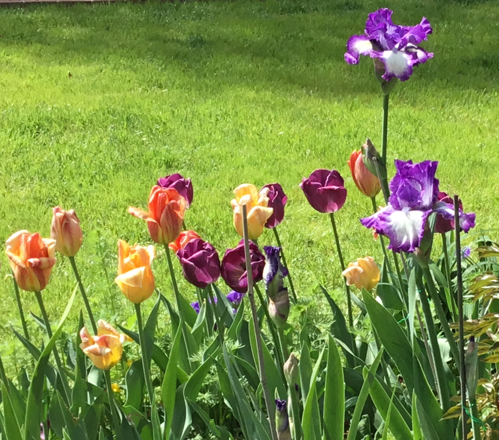 Bearded Iris, Spring, spring blooming flowers