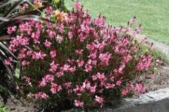 designscapes raleigh landscaping