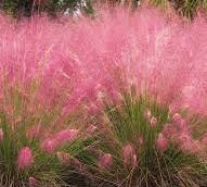 Raleigh Landscape Contractors, Raleigh Landscaping, DesignScapes, Raleigh Garden Designers, Fall Gardening, Raleigh Gardening
