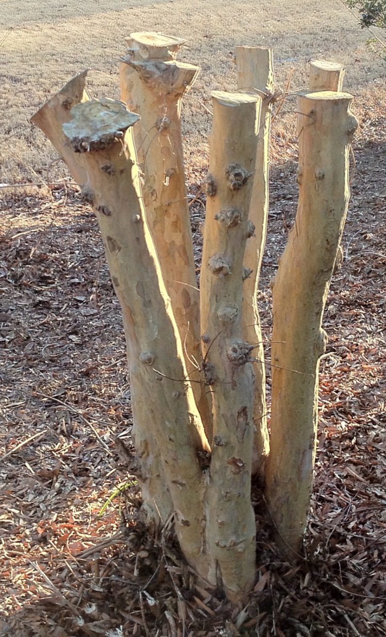 Raleigh Landscaping, Raleigh Landscape Contractors, Raleigh Garden Designers, Garden Design, Raleigh Landscapers, Landscaping, Deciduous Trees, Flowering Trees, Crape Myrtle, Crape Murder, Tree Topping, Pruning