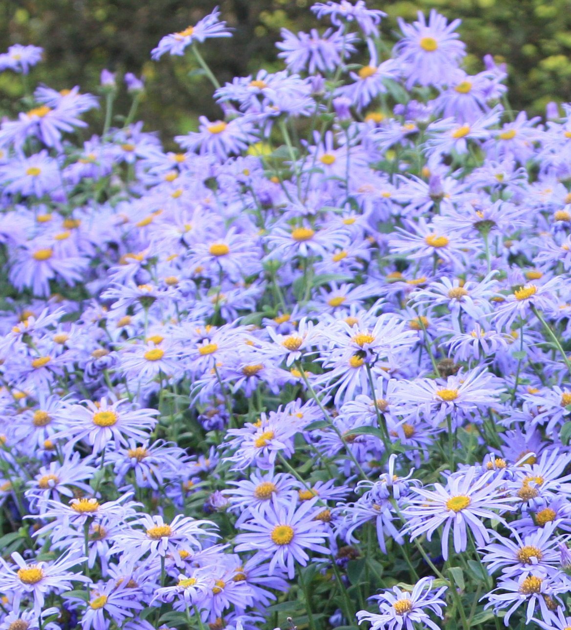 Raleigh Landscaping, Raleigh Landscape Contractors, Raleigh Garden Designers, Garden Design, Raleigh Landscapers, Landscaping, Pollinator Gardens, Pollinators, Pollinator Plants, Aster