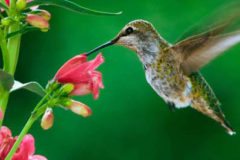 Raleigh Landscaping, Raleigh Landscape Contractors, Raleigh Garden Designers, Garden Design, Raleigh Landscapers, Landscaping, Pollinator Gardens, Pollinators, Fragrant Flowers, Scents of Spring, Scents of Summer, Senses, Sensory Gardens, Fountain, Water Feature